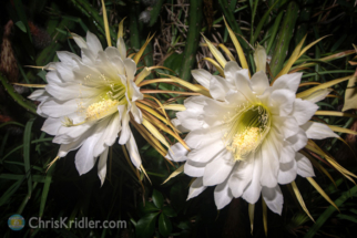 night blooming cereus Archives