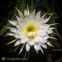 061319cereus-3web