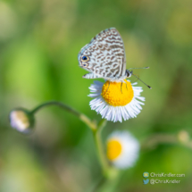 Cassius blue butterfly with the two iridescent blue &quot;eyes&quot; on the wing.