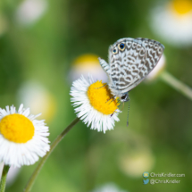 Cassius blue butterfly with the two iridescent blue &quot;eyes&quot; on the wing.