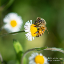 A bee - included for scale. Chris Kridler, ChrisKridler.com