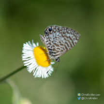 Cassius blue butterfly. This one is darker than the others - perhaps a male?