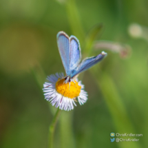 Ceraunus blue butterfly. Chris Kridler, ChrisKridler.com