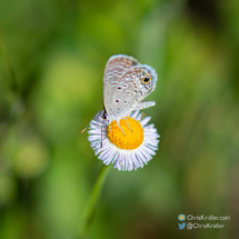 Ceraunus blue butterfly. Note the dark spot ringed by orange. ©Chris Kridler, ChrisKridler.com