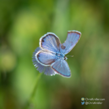 Ceraunus blue butterfly. Chris Kridler, ChrisKridler.com