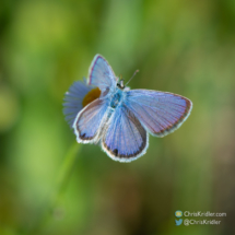 Ceraunus blue butterfly. Chris Kridler, ChrisKridler.com