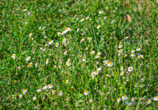 The blue butterflies love these flowers - a type of fleabane.