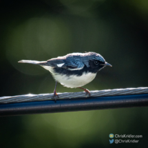 Black-throated warbler. (c) 2021 Chris Kridler, ChrisKridler.com