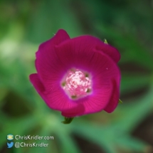 Oklahoma wildflower.