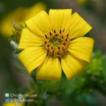 Oklahoma wildflower.