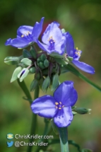 Oklahoma wildflower.