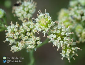 Oklahoma wildflower.