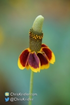 Prairie coneflower in Texas.