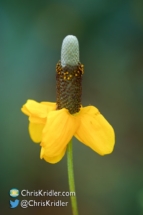 Prairie coneflower in Texas.