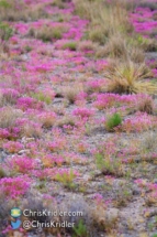 A carpet of pink on the side of the road.