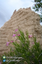 Nature encroaches on the ruins.