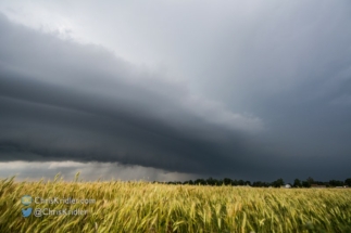 Here's the northern end of the shelf cloud over the wheat field.