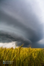 Wheat! Striated storm! Yes!