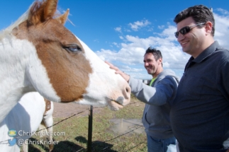 Greg Ansel and Daniel Shaw pet one of the horses.