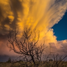 A scrubby tree is a stark contrast against the golden tower of the storm.