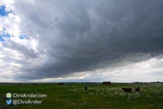 The cows didn't seem too concerned.