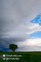 I liked this tree as a foreground object for the storms.