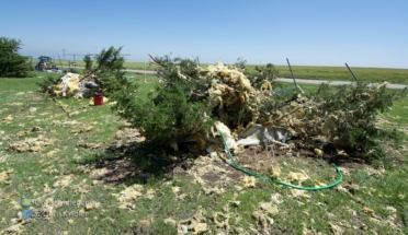 Insulation and twisted metal are tangled in tattered bushes after the tornado.