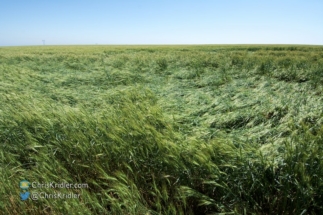 The tornado left crushed swirls of wheat behind in the fields.