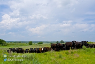 The cows were curious about our photographic efforts.