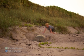 Peggy Willenberg creeps close to a nesting green turtle. 