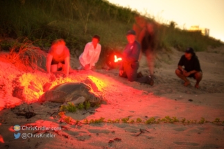 The turtle-watchers use a safe red light to observe as the green turtle leaves the nest.