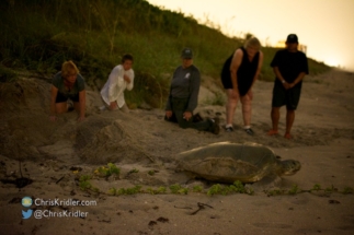 Green sea turtle heading for the sea.