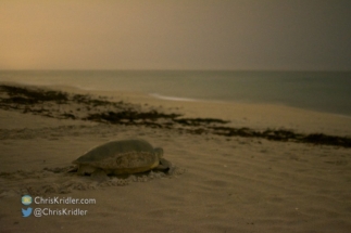 After nesting, the green turtle heads for the Atlantic Ocean.