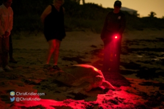 A safe red light shows the turtle heading back to the sea amid rain.