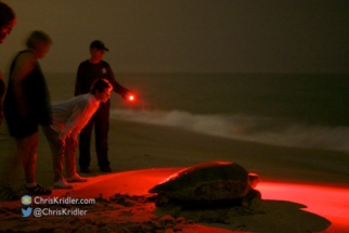 A safe red light shows the turtle heading back to the sea.