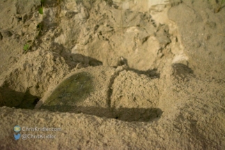 Green sea turtle nests in moonlit shot.