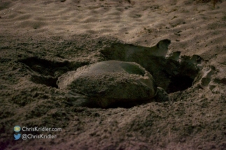 A green sea turtle digs a nest for her eggs.