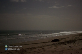 A loggerhead turtle comes ashore to nest.