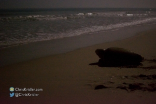 The loggerhead turtle returns to the ocean.