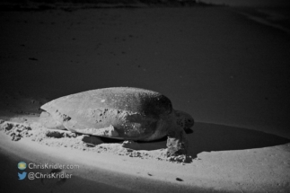 Green turtle safely lit by a red light; photo converted to black and white.