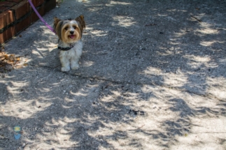 Rosie among the eclipse shadows.