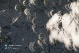 More shadows in the sandy soil.