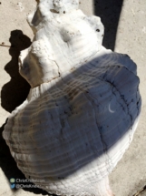 A pinhole projection of the crescent sun onto a conch shell, because why not?