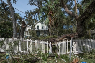 Power lines down, trees battered, fences damaged - typical of the area.