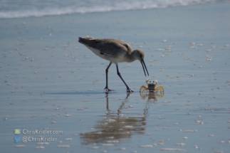 Wildlife interlude: showdown between willet and ghost crab.