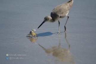 The ghost crab put up a fight . . .