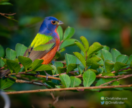 Male painted bunting.