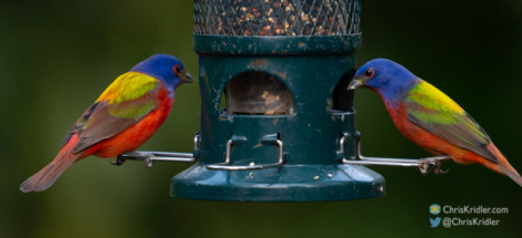 Male painted buntings.