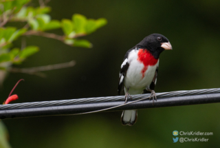 Rose-breasted grosbeak.