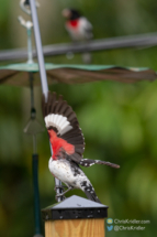 Technically, not a great photo, but I love seeing the flash of red under the rose-breasted grosbeak&#039;s wing.